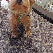 Reilly joined the competition — help win amazing prizes! dog, small_dog, santa_hat, holiday, festive, carpet, indoor, kitchen, pet, cute, fur, brown_fur, looking_up, adorable, bandana, christmas, animal, companion, domestic_animal, canine