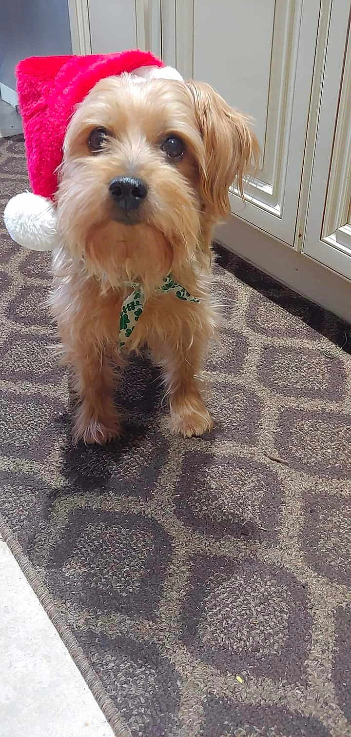Reilly joined the competition — help win amazing prizes! dog, small_dog, santa_hat, holiday, festive, carpet, indoor, kitchen, pet, cute, fur, brown_fur, looking_up, adorable, bandana, christmas, animal, companion, domestic_animal, canine