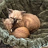 Balou participe au concours pour gagner de l'argent avec cette photo : cat, kitten, siamese_cat, sleeping, sleepy, cuddling, furry, fluffy, pet, animal, cat_tree, scratching_post, indoors, home, cozy, brown, cream, nap, cubby, adorable