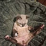 Balou participe au concours pour gagner de l'argent avec cette photo : kitten, cat, siamese_cat, sleeping, lying_down, belly_up, paws, toe_beans, pink_paws, fur, cream_fur, dark_points, indoors, blanket, cozy, cuddly, pet, relaxed, close_up, portrait