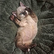 Balou a rejoint le concours — aidez-le/la à gagner de superbes lots ! kitten, cat, blue_eyes, siamese, lying_down, belly_up, paws, toe_beans, fur, fluffy, cute, animal, pet, indoor, blanket, cozy, portrait, close_up, playful, relaxed