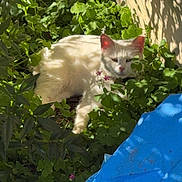 Milo joined the competition — help win amazing prizes! cat, white_cat, greenery, plants, sunlight, shadow, outdoor, nature, animal, pet, relaxing, foliage, blue_tarp, hidden, garden, leaf_shadow, resting, cute, domestic_cat, daylight