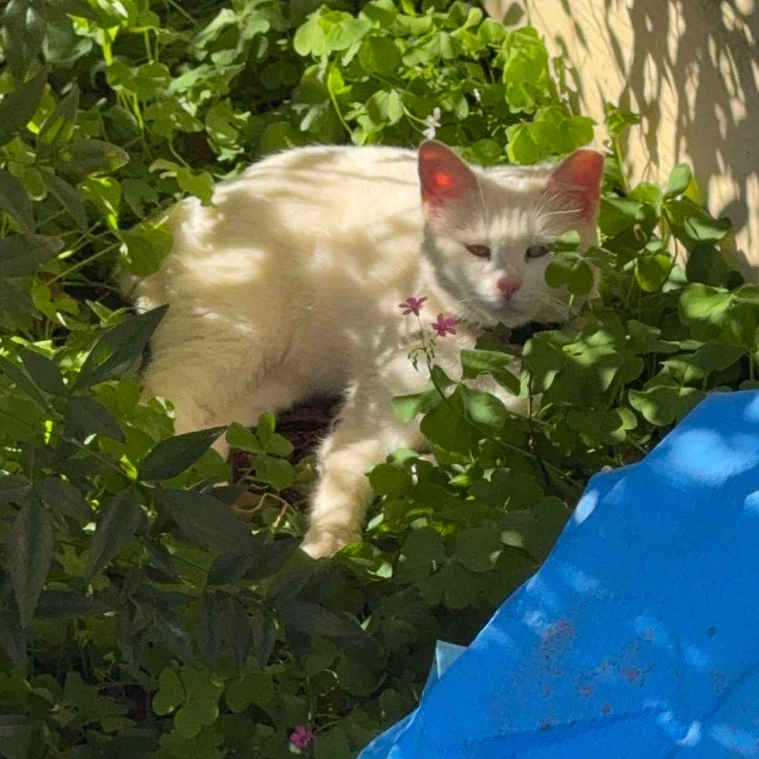 Milo joined the competition — help win amazing prizes! animal, blue_tarp, cat, cute, daylight, domestic_cat, foliage, garden, greenery, hidden, leaf_shadow, nature, outdoor, pet, plants, relaxing, resting, shadow, sunlight, white_cat