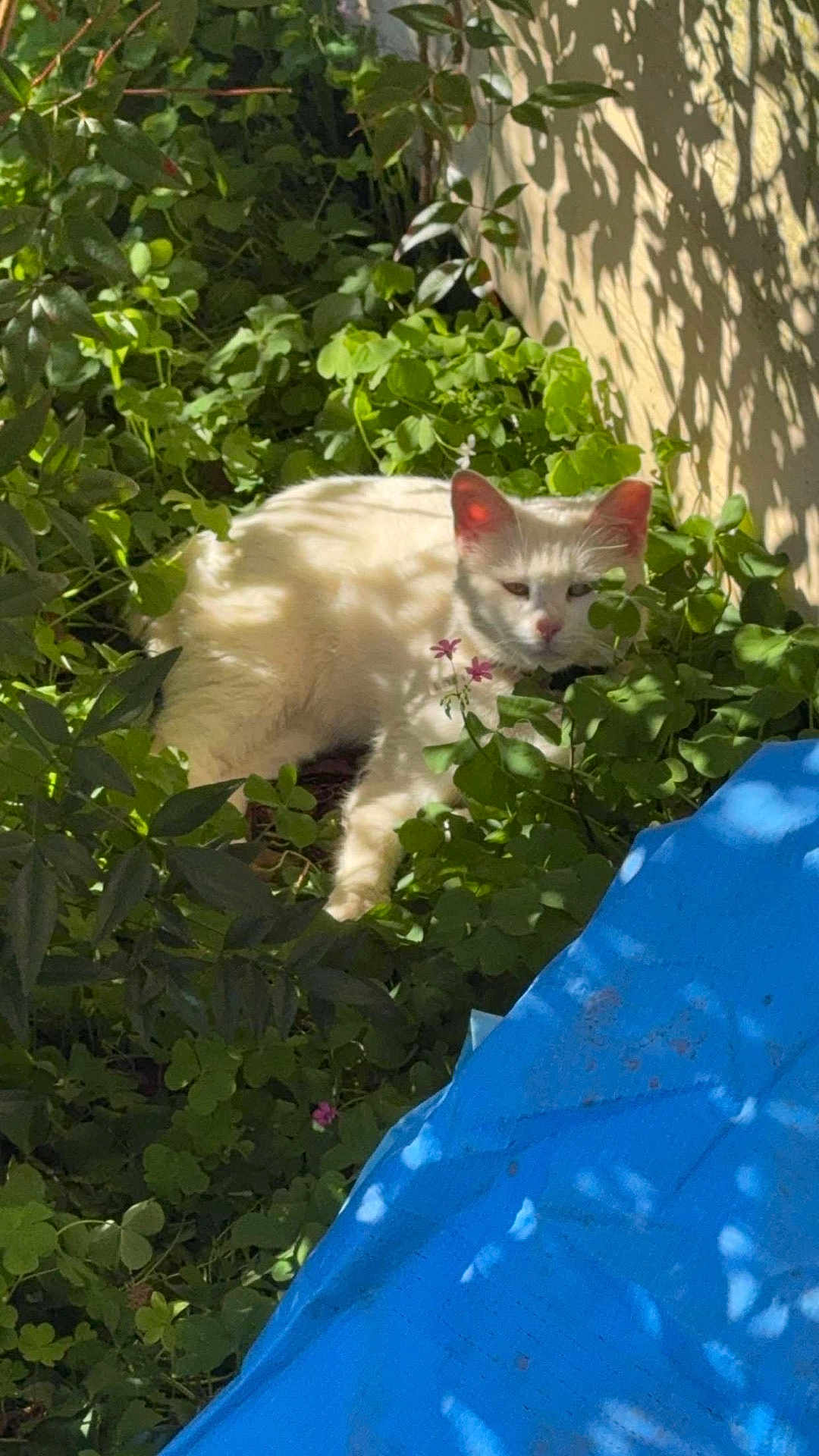 Milo joined the competition — help win amazing prizes! cat, white_cat, greenery, plants, sunlight, shadow, outdoor, nature, animal, pet, relaxing, foliage, blue_tarp, hidden, garden, leaf_shadow, resting, cute, domestic_cat, daylight