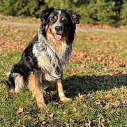 Poupoun participe au concours pour gagner de l'argent avec cette photo : animal, canine, closeup, daylight, dog, ears, friendly, fur, grass, happy, leaves, nature, outdoor, pet, portrait, sitting, smiling, sunlight, tongue, tricolor