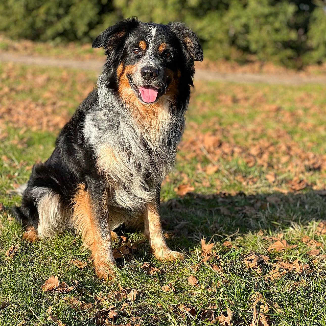 Poupoun participe au concours pour gagner de l'argent avec cette photo : animal, canine, closeup, daylight, dog, ears, friendly, fur, grass, happy, leaves, nature, outdoor, pet, portrait, sitting, smiling, sunlight, tongue, tricolor