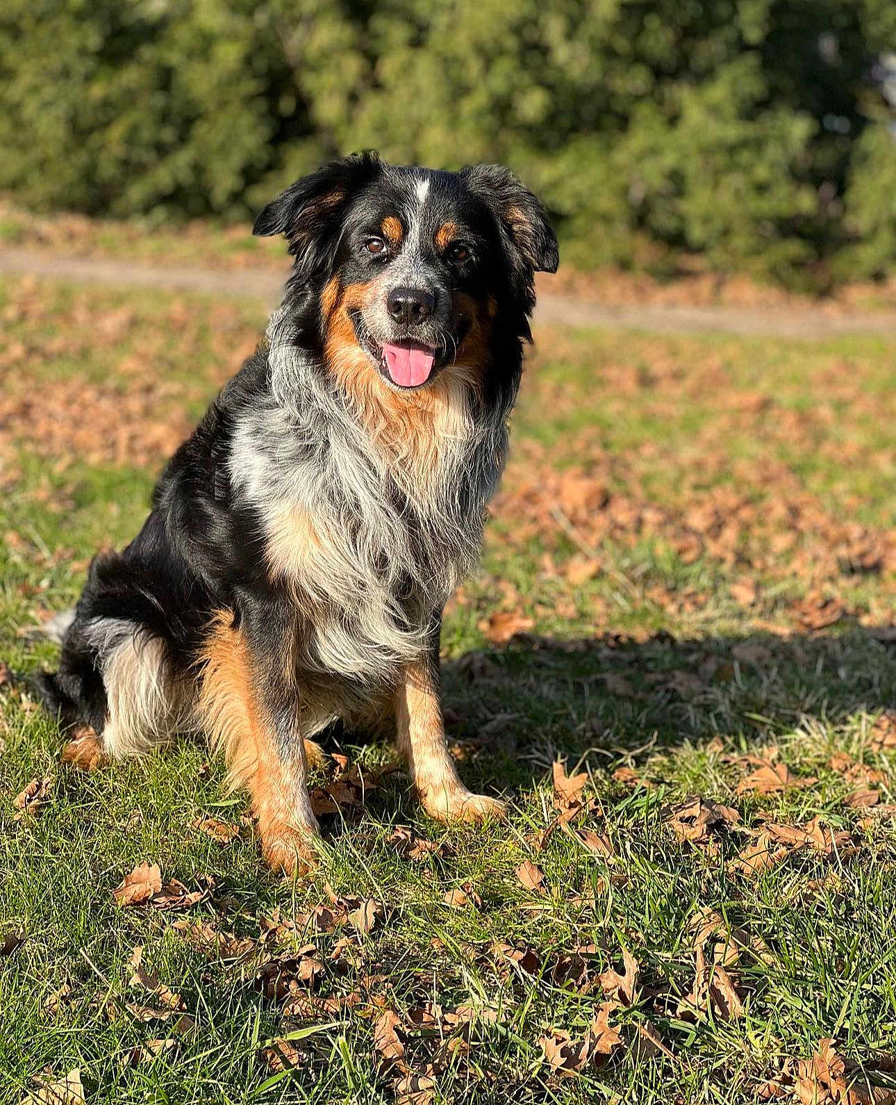 Poupoun participe au concours pour gagner de l'argent avec cette photo : animal, canine, closeup, daylight, dog, ears, friendly, fur, grass, happy, leaves, nature, outdoor, pet, portrait, sitting, smiling, sunlight, tongue, tricolor