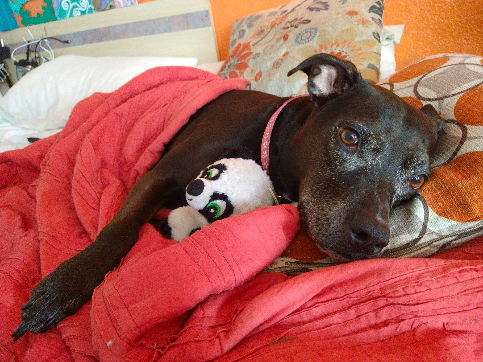 Ciara is registered to the contest to win money with this photo: ball, canidae, carnivore, collar, comfort, companion_dog, dog, dog_bed, dog_breed, dog_supply, fawn, fur, great_dane, guard_dog, linens, pet_supply, snout, sporting_group, vertebrate, working_animal