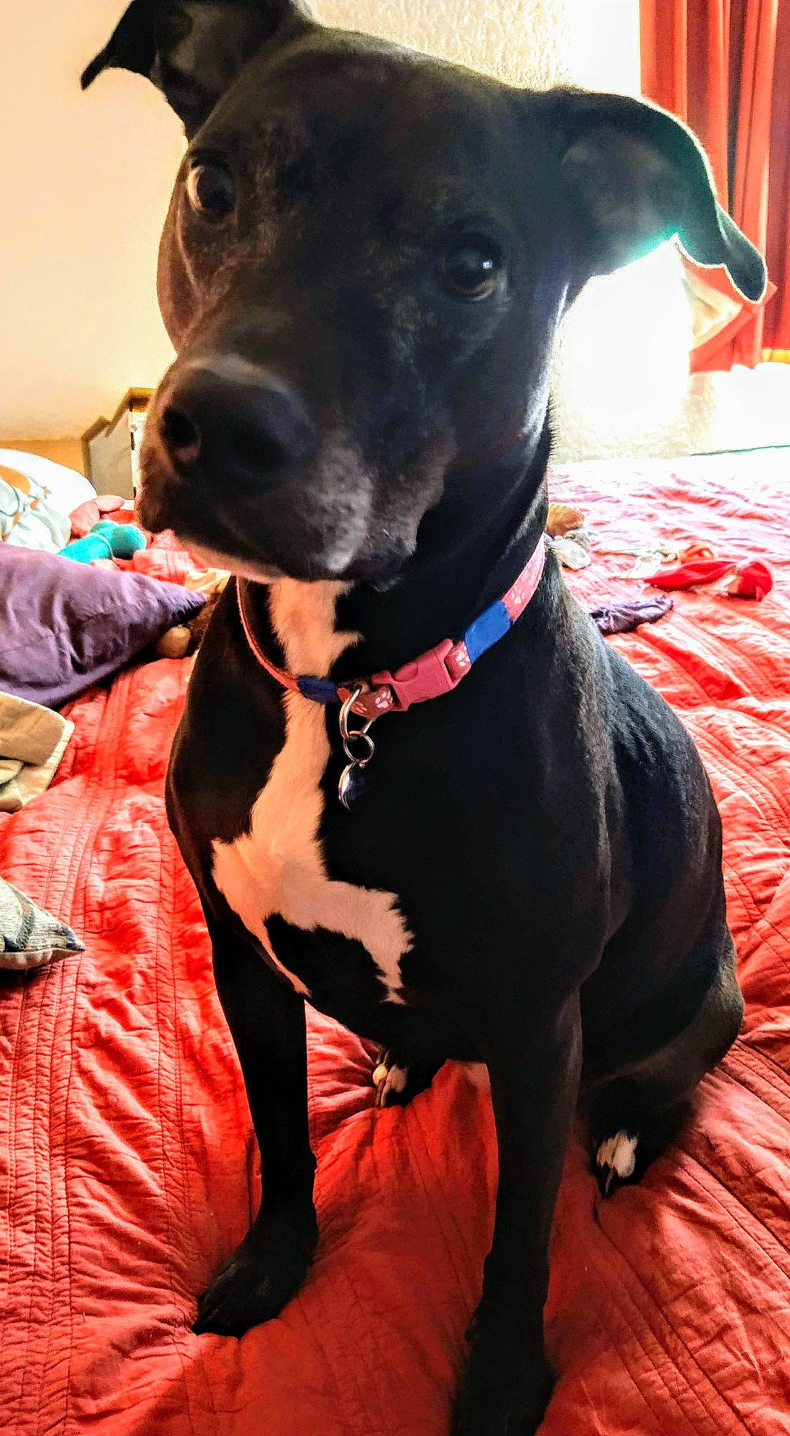 Ciara is registered to the contest to win money with this photo: borador, canidae, carnivore, collar, companion_dog, dog, dog_breed, dog_collar, dog_supply, fashion_accessory, fawn, guard_dog, liver, personal_protective_equipment, pet_supply, snout, sporting_group, whiskers, working_animal, working_dog