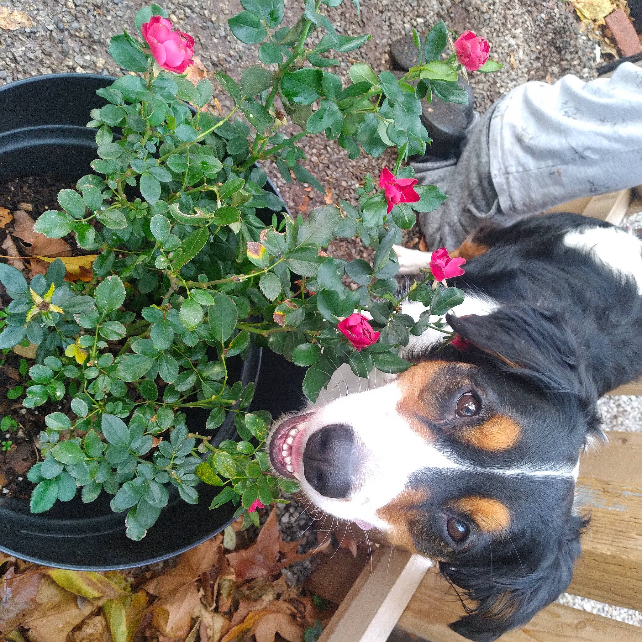 Kaliska is registered to the contest to win money with this photo: annual_plant, bernese_mountain_dog, carnivore, collar, companion_dog, dog, dog_breed, flower, flowering_plant, flowerpot, green, groundcover, herding_dog, houseplant, petal, plant, shrub, sporting_group, whiskers, working_animal