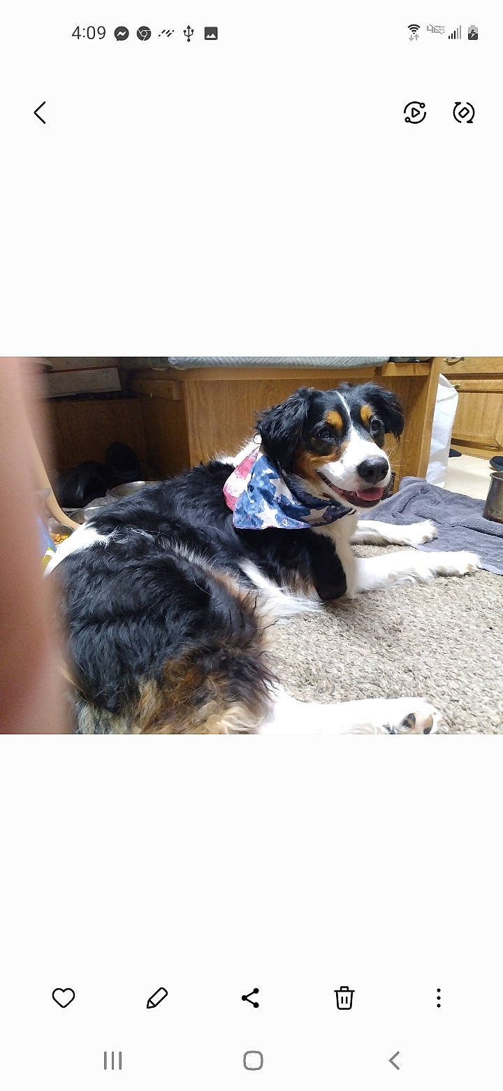 Kaliska joined the competition — help win amazing prizes! canidae, carnivore, chair, collar, companion_dog, dog, dog_breed, dog_collar, fur, puppy, snout, sporting_group, working_animal, working_dog