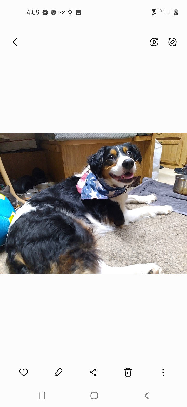 Kaliska joined the competition — help win amazing prizes! canidae, carnivore, chair, collar, companion_dog, dog, dog_breed, dog_collar, door, fur, snout, sporting_group, tail, working_animal, working_dog