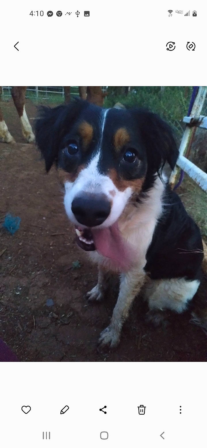 Kaliska joined the competition — help win amazing prizes! australian_collie, ball, bernese_mountain_dog, canidae, carnivore, companion_dog, dog, dog_breed, door, fur, herding_dog, puppy, sporting_group, terrestrial_animal, whiskers, working_animal, working_dog