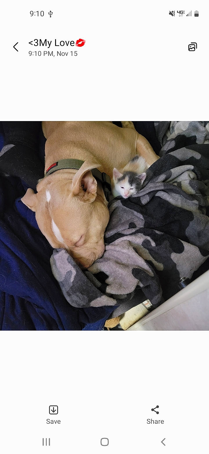 Tazz joined the competition — help win amazing prizes! canidae, carnivore, cat, comfort, companion_dog, dog, dog_breed, fawn, felidae, fur, linens, nap, non_sporting_group, sleep, sporting_group, textile, toy_dog, whiskers