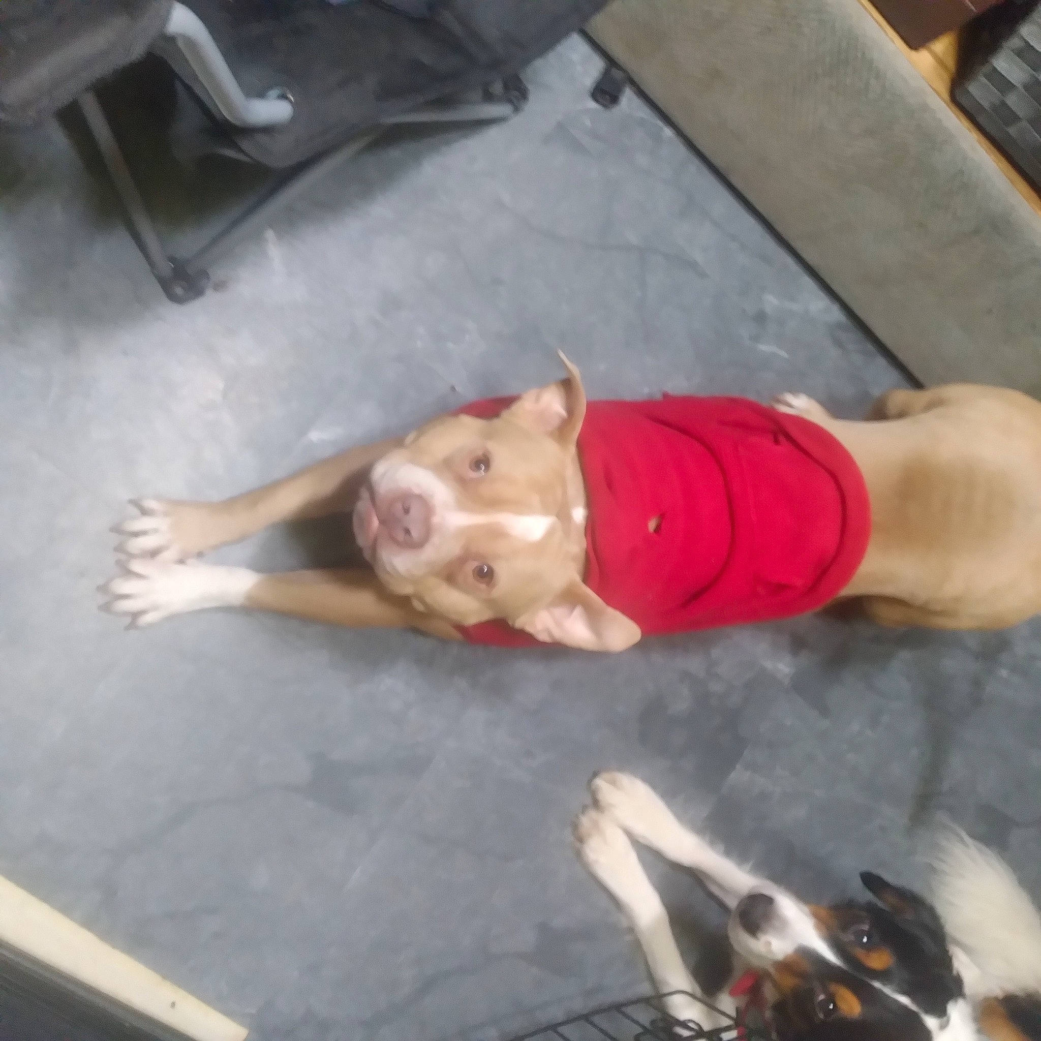 Tazz joined the competition — help win amazing prizes! canidae, carnivore, chest, companion_dog, dog, dog_breed, elbow, fawn, flesh, flooring, foot, fun, human_leg, knee, sporting_group, tail, thigh, working_animal, wrist