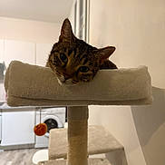 Millie participe au concours pour gagner de l'argent avec cette photo : cat, tabby, cat_tree, indoor, pet, furniture, relaxed, plush, animal, household, toy, orange, wooden_floor, window, curious, resting, domestic, cozy, appliance, living_space