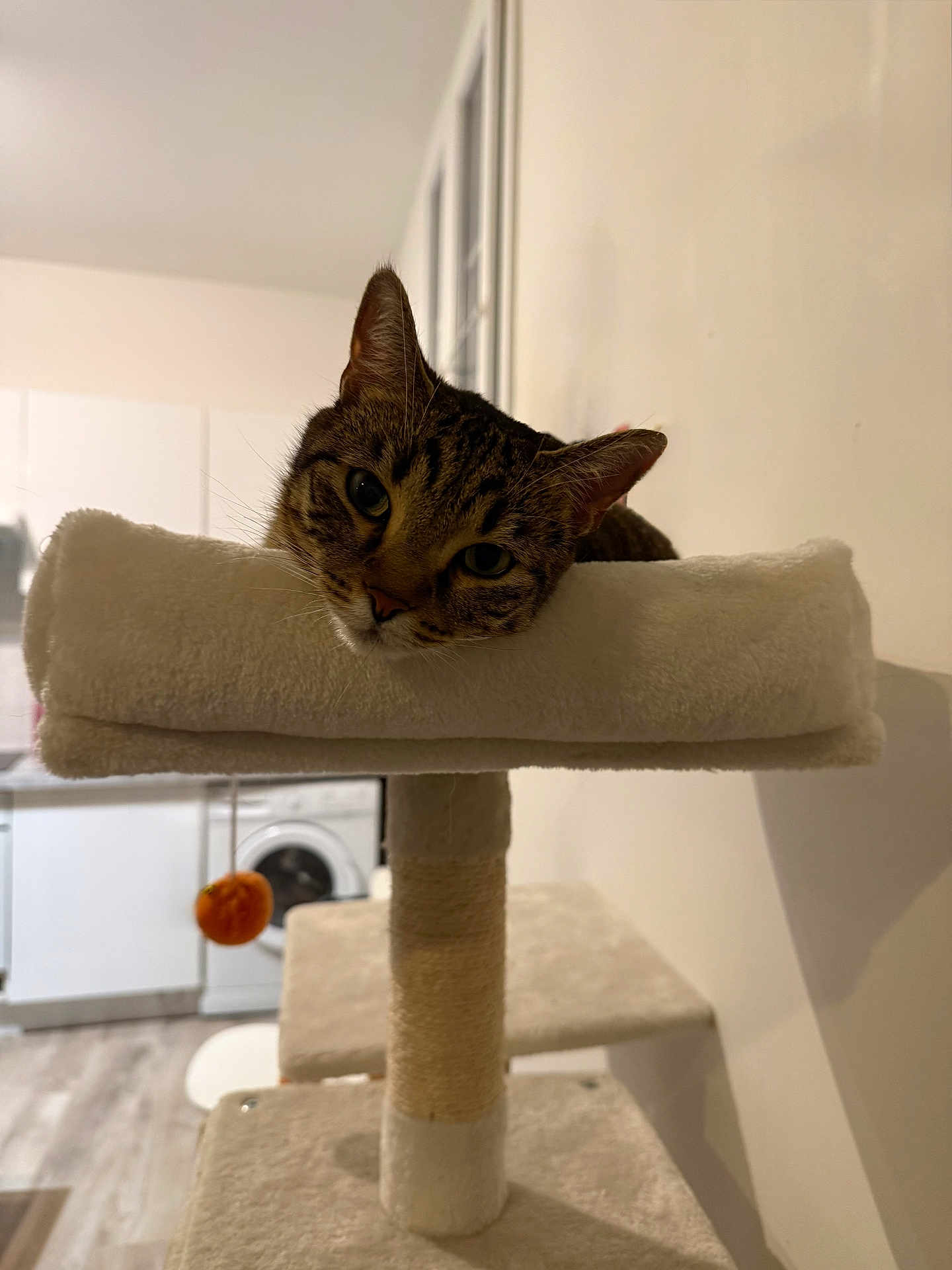 Millie participe au concours pour gagner de l'argent avec cette photo : cat, tabby, cat_tree, indoor, pet, furniture, relaxed, plush, animal, household, toy, orange, wooden_floor, window, curious, resting, domestic, cozy, appliance, living_space