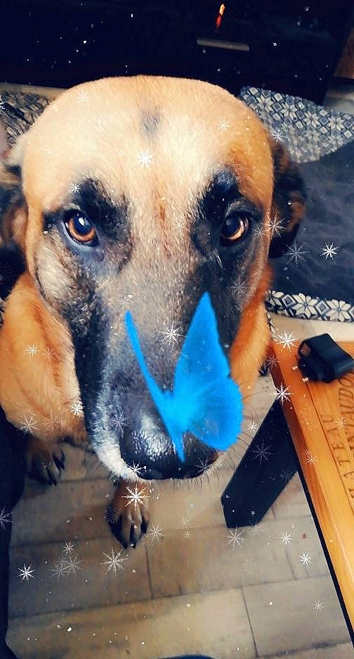 Moogly participe au concours pour gagner de l'argent avec cette photo : canidae, carnivore, collar, companion_dog, computer_keyboard, dog, dog_breed, dog_supply, ear, eye, fawn, fur, happy, jaw, pet_supply, selfie, snout, sporting_group, whiskers, working_animal