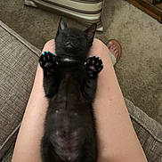 Charlie is registered to the contest to win money with this photo: animal, black_cat, blue_claws, carpet, cozy, cute, feline, home, indoor, kitten, lap, legs, paws, person, pet, pillow, relaxation, resting, sleep, sleeping