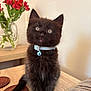 kitten, black_cat, blue_collar, bell, table, wooden_surface, vase, red_flowers, indoor, curious, pet, feline, cute, fur, domestic_animal, still_life, closeup, plant, decor, animal_portrait