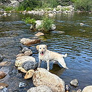 Scotty participe au concours pour gagner de l'argent avec cette photo : dog, yellow_labrador, river, rocks, water, nature, outdoor, greenery, grass, trees, animal, pet, canine, tongue_out, happy, summer, daylight, shallow_water, wildlife, landscape