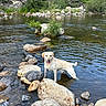 dog, yellow_labrador, river, rocks, water, nature, outdoor, greenery, grass, trees, animal, pet, canine, tongue_out, happy, summer, daylight, shallow_water, wildlife, landscape
