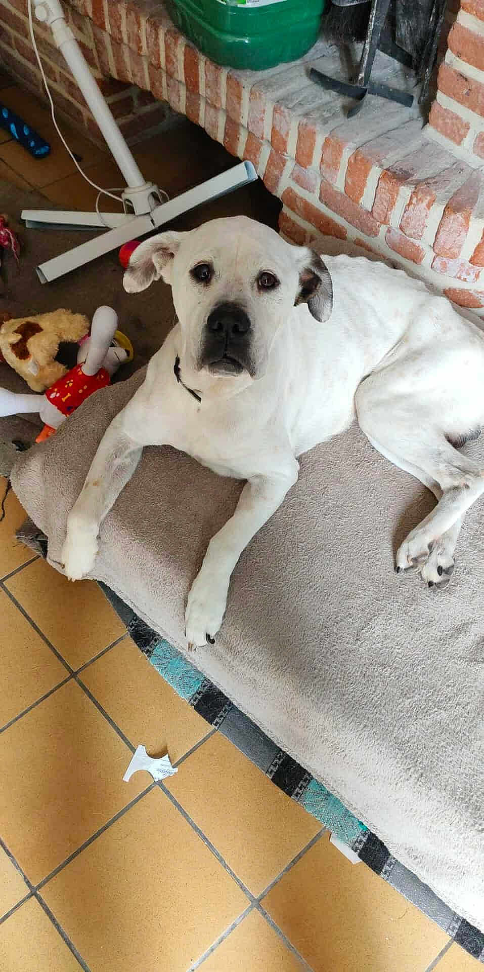 Pumba