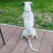 Pumba participe au concours pour gagner de l'argent avec cette photo : animal, back_view, brown_spots, calm, collar, dog, grass, greenery, nature, outdoor, park, pet, quiet, sitting, tail, tree, watching, white_dog, wooden_deck, yard