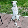animal, back_view, brown_spots, calm, collar, dog, grass, greenery, nature, outdoor, park, pet, quiet, sitting, tail, tree, watching, white_dog, wooden_deck, yard