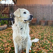 Duke is registered to the contest to win money with this photo: dog, golden_retriever, autumn, leaves, grass, outdoor, pet, animal, fur, sitting, garden, fence, potted_plants, backyard, nature, canine, portrait, daylight, mammal, looking_away