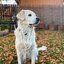 Whiskey is registered to the contest to win money with this photo: dog, golden_retriever, autumn, leaves, grass, outdoor, pet, animal, fur, sitting, garden, fence, potted_plants, backyard, nature, canine, portrait, daylight, mammal, looking_away