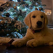 Whiskey is registered to the contest to win money with this photo: dog, puppy, golden_retriever, christmas_tree, holiday, decorations, lights, indoor, cozy, festive, fur, pet, animal, floor, blanket, relaxing, toy, collar, warm, winter