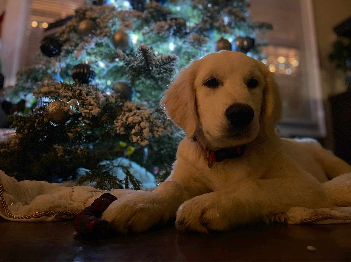 Whiskey