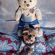 Tynee Malika Irvin joined the competition — help win amazing prizes! animal, blue_jeans, couch, cozy, decorative, dog, fur, home, indoor, knitted_sweater, patterned_fabric, pet, plush, red_collar, relaxed, seated, small_dog, stuffed_toy, teddy_bear, toy_clothing