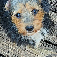 Hank joined the competition — help win amazing prizes! adorable, animal, black, canine, close_up, companion, cute, dog, fur, gray, looking_up, outdoor, paw, pet, portrait, scruffy, tan, texture, wood, wooden_deck