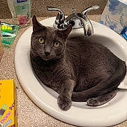 Winston is registered to the contest to win money with this photo: cat, sink, bathroom, gray_cat, faucet, countertop, soap, tissue_box, domestic_cat, pet, curious, fur, whiskers, relaxed, indoor, animal, reflection, household, cleaning_product, closeup