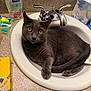 cat, sink, bathroom, gray_cat, faucet, countertop, soap, tissue_box, domestic_cat, pet, curious, fur, whiskers, relaxed, indoor, animal, reflection, household, cleaning_product, closeup