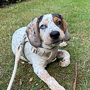 Isla is registered to the contest to win money with this photo: puppy, dog, grass, leash, harness, heterochromia, blue_eye, brown_eye, outdoor, pet, animal, cute, young_dog, canine, nature, playful, resting, ears, snout, fur