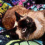 cat, siamese, blue_eyes, whiskers, fur, pet, animal, cute, curled_up, blanket, colorful, patterned, indoor, close_up, relaxed, sleepy, feline, domestic, cozy, resting
