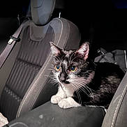 Baby Cat joined the competition — help win amazing prizes! cat, tuxedo_cat, kitten, animal, pet, black_and_white, whiskers, ears, eyes, paws, sitting, alert, car, car_seat, vehicle_interior, upholstery, portrait, flash_photography, indoor, cute