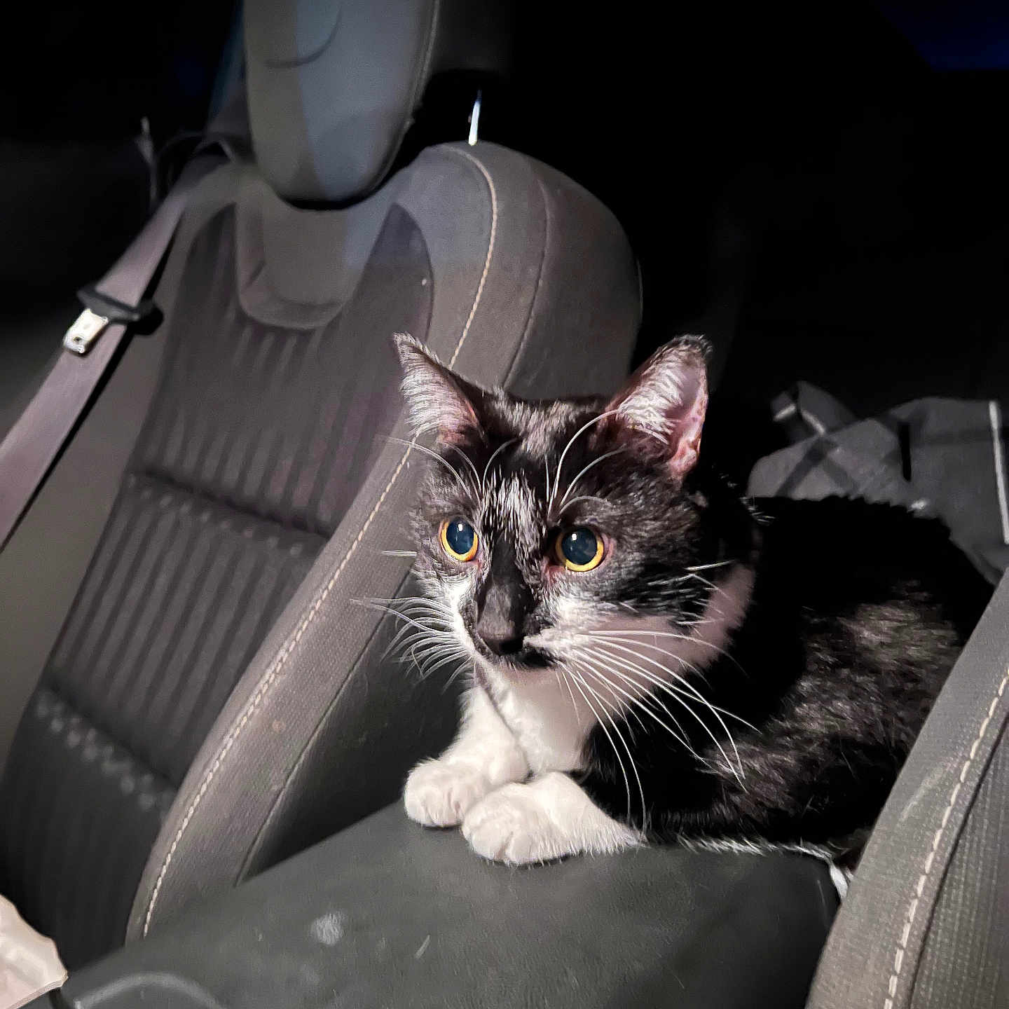 Baby Cat