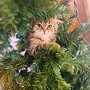 Chewy joined the competition — help win amazing prizes! kitten, cat, christmas_tree, pine_needles, string_lights, holiday, cute, fluffy, pet, animal, greenery, whiskers, curious, indoors, festive, close_up, nature, feline, young, playful