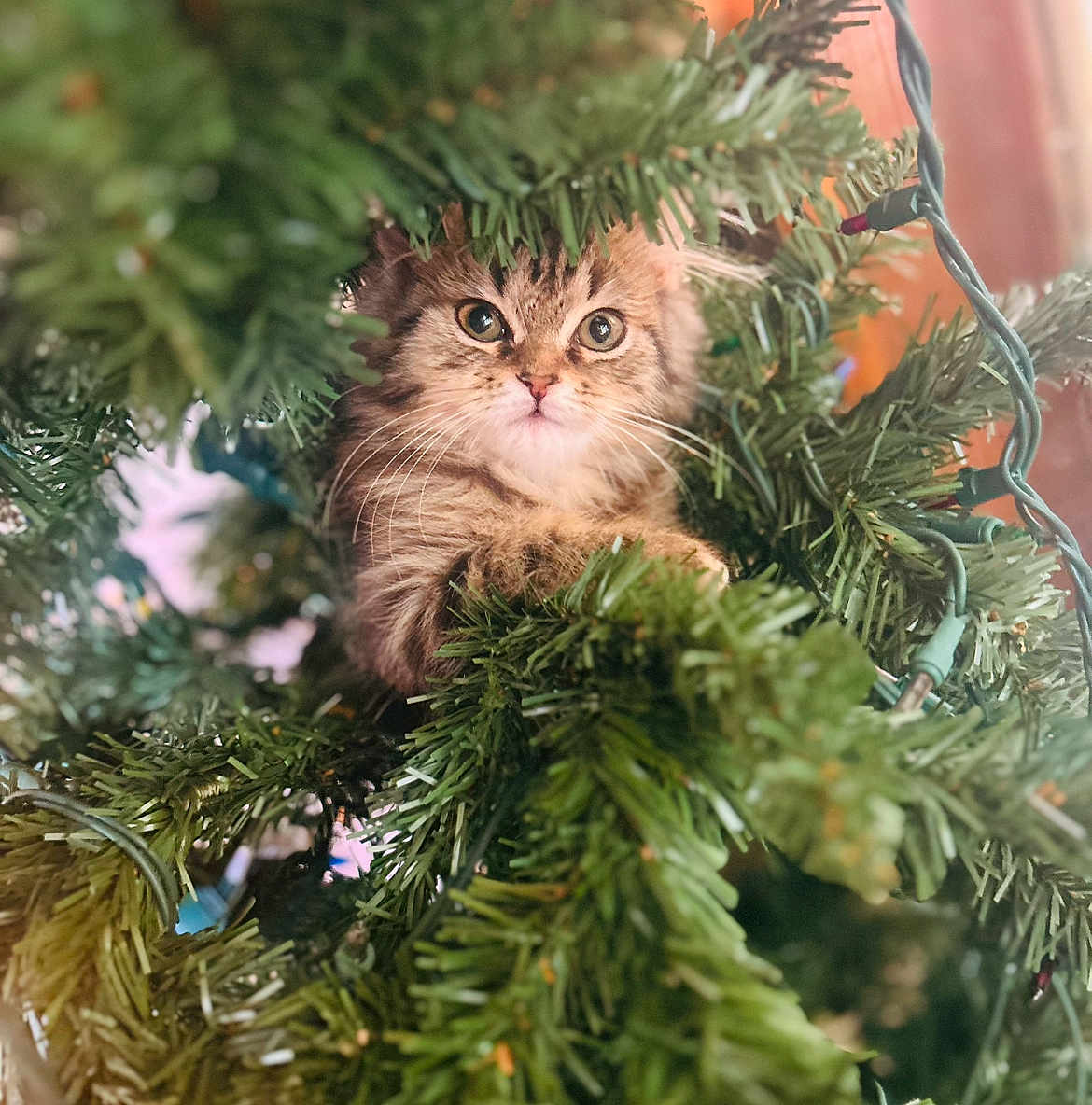 Chewy joined the competition — help win amazing prizes! kitten, cat, christmas_tree, pine_needles, string_lights, holiday, cute, fluffy, pet, animal, greenery, whiskers, curious, indoors, festive, close_up, nature, feline, young, playful