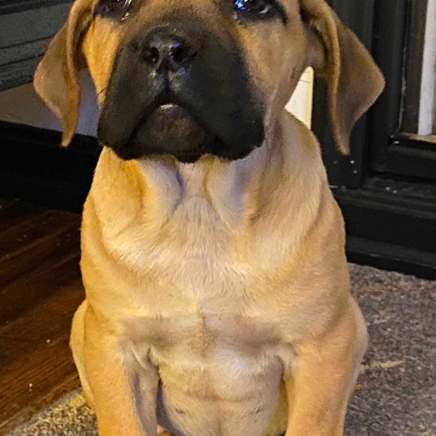 Sadie is registered to the contest to win money with this photo: animal, brown, canine, carpet, closeup, companion, cute, dog, domestic, ears, floor, fur, home, indoor, looking, pet, portrait, puppy, sitting, young