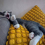 Ayna participe au concours pour gagner de l'argent avec cette photo : cat, gray_cat, white_paws, yawning, sleepy, couch, yellow_pillow, textured_pillow, pom_poms, feline, indoor, resting, relaxed, paw, whiskers, fur, closeup, cozy, domestic_animal, pet