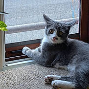 Pascal Teoule participe au concours pour gagner de l'argent avec cette photo : cat, gray_cat, white_cat, window, screen, potted_plant, indoor, curious, relaxed, feline, paw, plant_pot, leaf, resting, looking_at_camera, home, cozy, pet, animal, natural_light