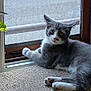 animal, cat, cozy, curious, feline, gray_cat, home, indoor, leaf, looking_at_camera, natural_light, paw, pet, plant_pot, potted_plant, relaxed, resting, screen, white_cat, window