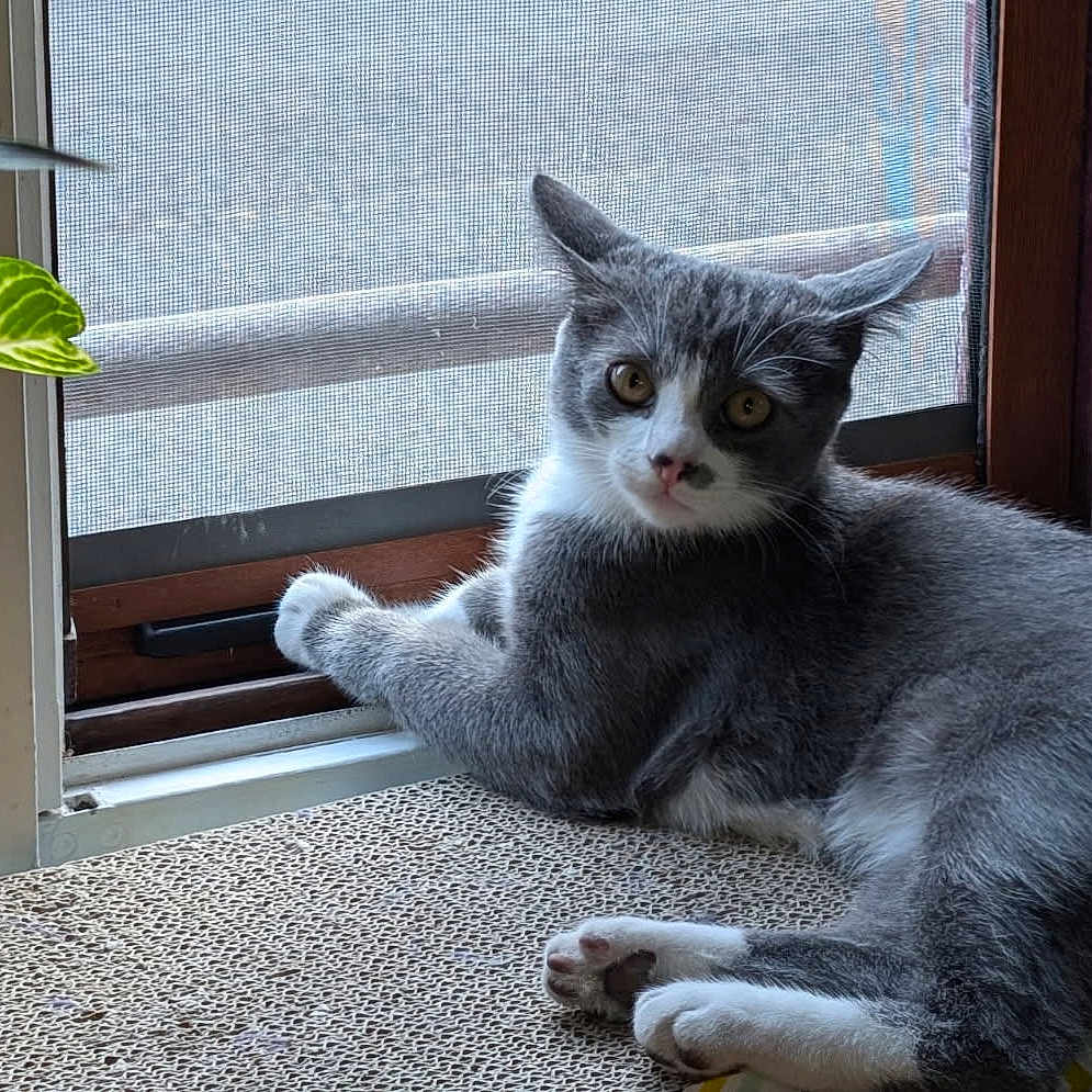 Pascal Teoule participe au concours pour gagner de l'argent avec cette photo : animal, cat, cozy, curious, feline, gray_cat, home, indoor, leaf, looking_at_camera, natural_light, paw, pet, plant_pot, potted_plant, relaxed, resting, screen, white_cat, window