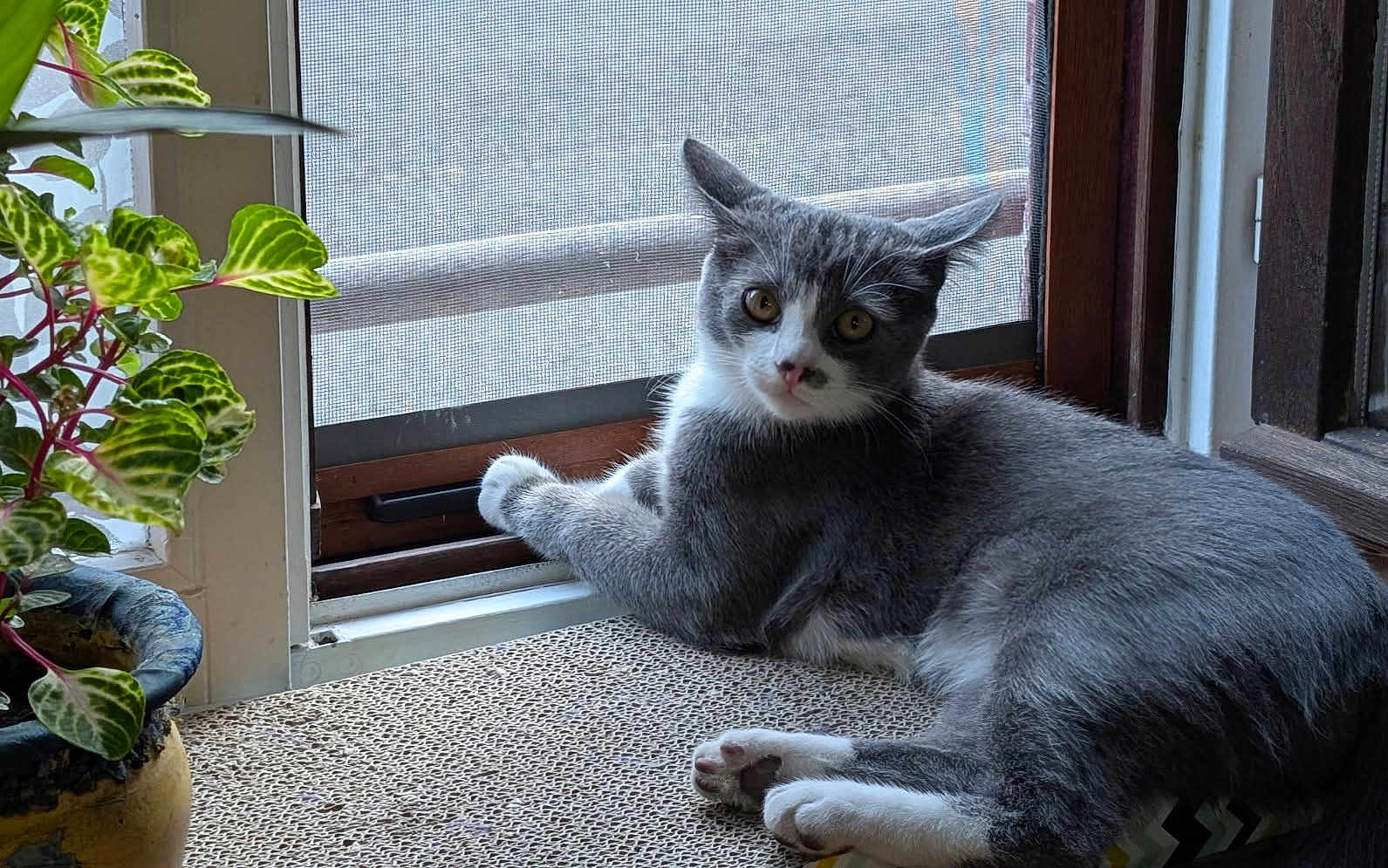Pascal Teoule participe au concours pour gagner de l'argent avec cette photo : cat, gray_cat, white_cat, window, screen, potted_plant, indoor, curious, relaxed, feline, paw, plant_pot, leaf, resting, looking_at_camera, home, cozy, pet, animal, natural_light