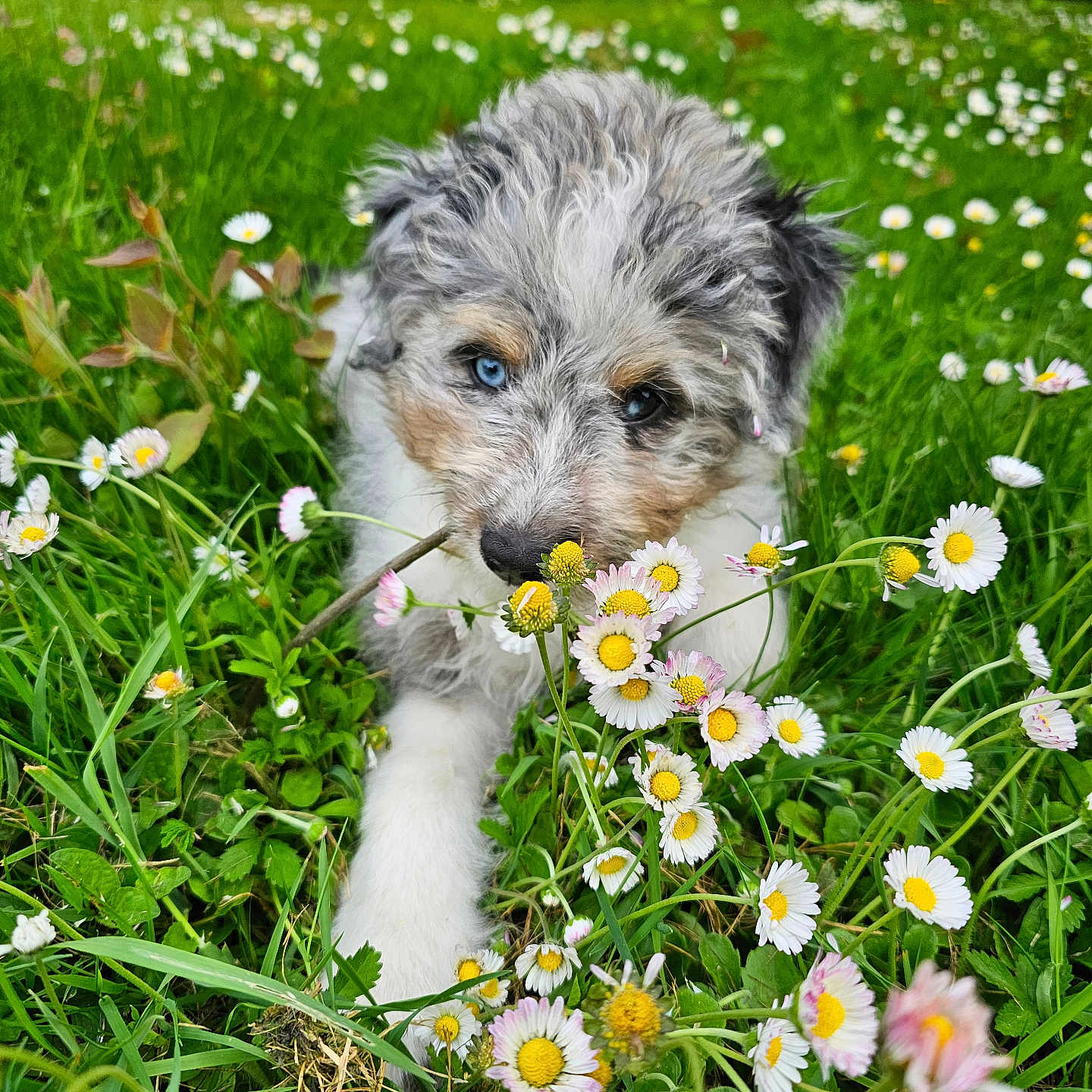 Artyom participe au concours pour gagner de l'argent avec cette photo : anemone, animal, canine, daisy, dog, field, flower, geranium, grass, grassland, herbal, herbs, nature, outdoors, pet, petal, plant, puppy, terrier, vegetation